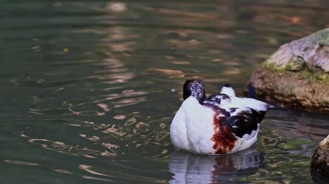 The common shelduck, Tadorna tadorna is a waterfowl species of the shelduck genus, Tadorna.