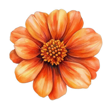 Tithonia Flower, lively watercolor vector drawing with intricate brush, isolated on a white background.