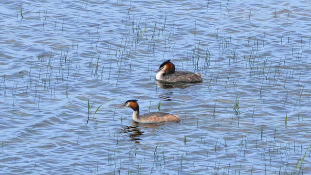two great crested grebes (podiceps cristatus) swimming in blue water with green reeds.