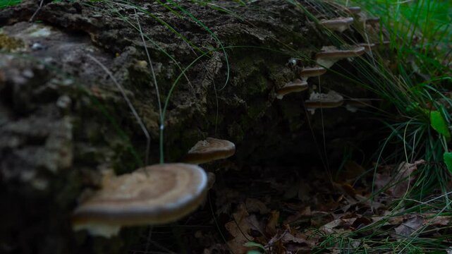 Bracket Fungi on Fallen Mossy Log Forest Floor
