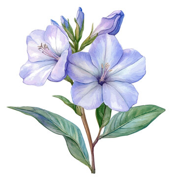 Oleander Flower, playful watercolor vector painting with subtle shadowing and soft gradients, isolated on a white background.