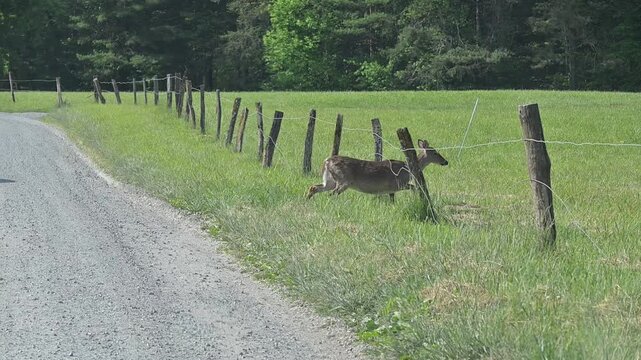 White-tailed Deer through the Fence