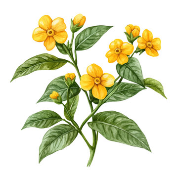 Monkey Flower Flower, playful watercolor vector painting with subtle shadowing and soft gradients, isolated on a white background.
