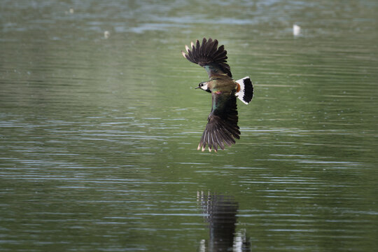 Northern Lapwing (Vanellus vanellus)