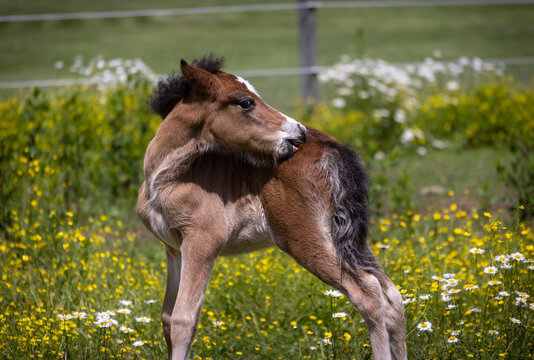 Icelandic Foal Scratching in Wildflower Pasture