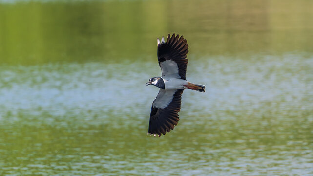 Northern Lapwing (Vanellus vanellus)