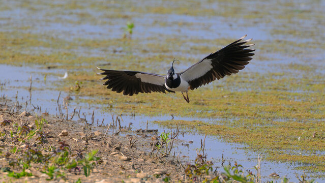 Northern Lapwing (Vanellus vanellus)