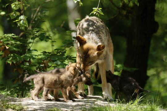 European gray wolf (Canis lupus) alpha wolf with pups, Germany
