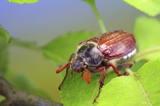May bug or Cockchafer (Melolontha melolontha)