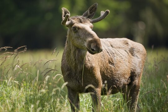 Eurasian Elk or Moose (Alces alces), bull moose with antlers in velvet, captive, Lower Saxony, Germany