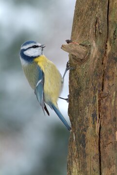 Blue Tit (Parus caeruleus), Schwaz, Tyrol, Austria, Europe