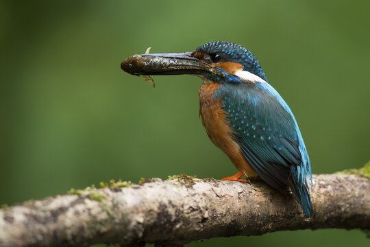 Common Kingfisher (Alcedo atthis), Eifel, Rhineland-Palatinate, Germany