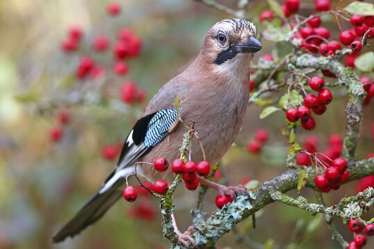 Eurasian jay (Garrulus glandarius) with hawthorn berries, Solms, Hesse, Germany