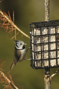 Crested Tit (Lophophanes cristatus) at winter feeding, Allg&auml;u, Bavaria, Germany