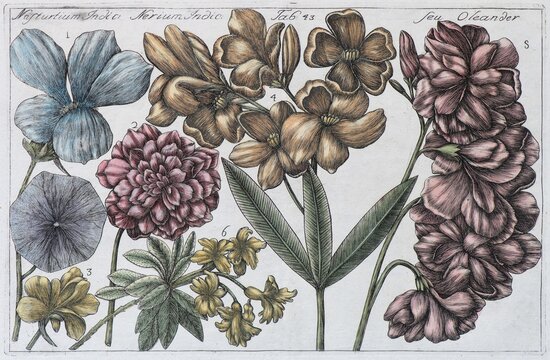 Oleander (Nerium oleander), hand coloured copper engraving after Mario Cammerari by Professor Filippo Arena from La Natura, Fiori fisicamente esposta, Nature and Culture of Flowers, 1767, Palermo, Italy