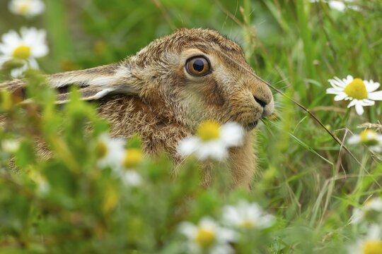 European brown hare (Lepus europaeus) adult animal in grassland in summer, England, United Kingdom