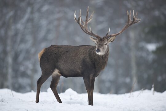 Stag (Cervus elaphus), with winter coat, standing in snow, captive, Saxony, Germany