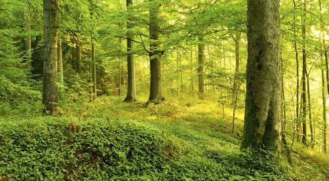 Light-flooded deciduous forest in the warm light of the morning sun, sun shines through fog, beech and maple, Thuringian Slate Mountains, near Bad Lobenstein, Thuringia, Germany