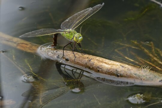 Emperor dragonfly (Anax imperator) adult female insect laying eggs or oviposition in a pond in summer, England, United Kingdom