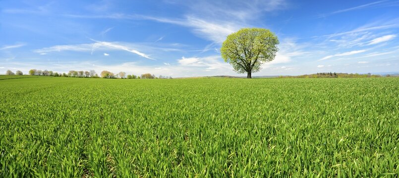 Green field with solitary chestnut tree (Aesculus), blue sky with white clouds, Burgenlandkreis, Saxony-Anhalt, Germany