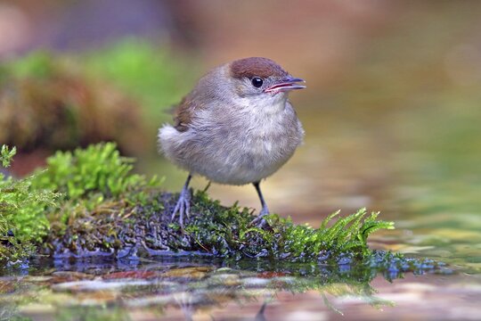 Blackcap (Sylvia atricapilla), young bird, Hesse, Germany