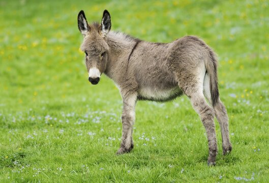 Domestic donkey (Equus asinus asinus), foal, Germany