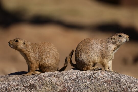 Two black-tailed prairie dogs (Cynomy ludovicianus) sitting on a rock, France