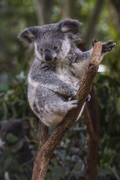 Koala (Phascolarctos cinereus), Lone Pine sanctuary, Brisbane, Queensland, Australia