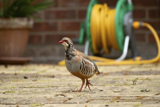 Red legged or French partridge (Alectoris rufa) adult bird on an urban garden patio, England, United Kingdom