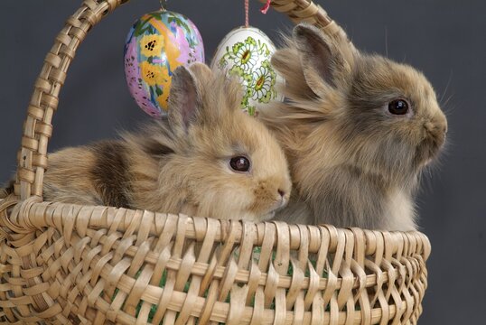 Pygmy rabbits in a basket