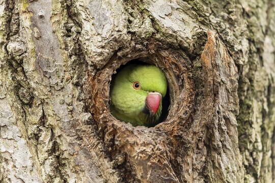 Rose-ringed parakeet (Psittacula krameri) looking out of its breeding den, wildlife, Germany