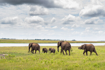 Obraz premium African elephants walking along the shore of the Chobe River.