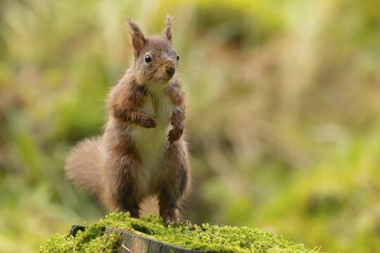 Red squirrel (Sciurus vulgaris) adult animal standing on a tree stump, Yorkshire, England, United Kingdom