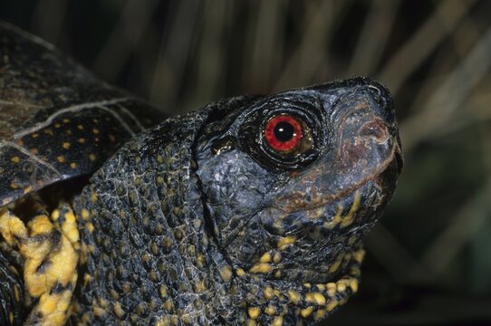 European pond terrapin, Emys orbicularis, portrait of a male