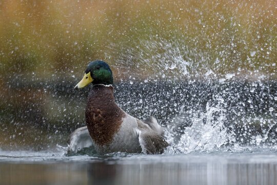 Bathing mallard, (Anas platyrhynchos), Germany