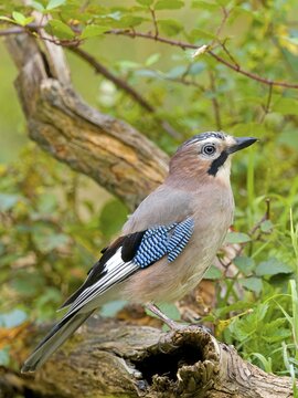 Eurasian jay (Garrulus glandarius) sitting on a branch, Solms, Hesse, Germany