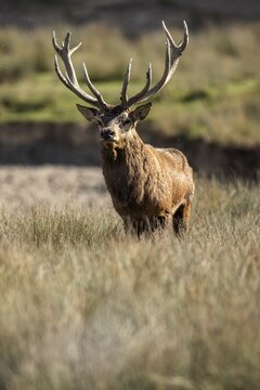Red deer (Cervus elaphus), stag during the rutting season
