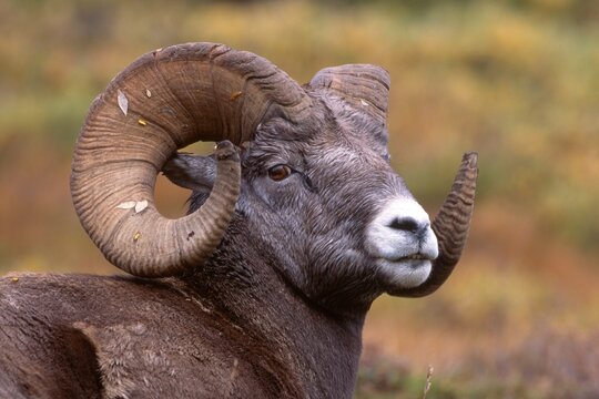 Bighorn Sheep (Ovis canadensis), Sunwapta Pass, Jasper National Park, Alberta, Canada