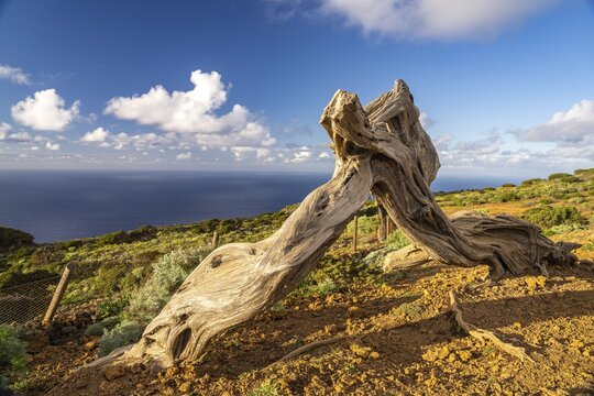 Juniper tree Sabina shaped by the wind near El Sabinar, El Hierro, Canary Islands, Spain