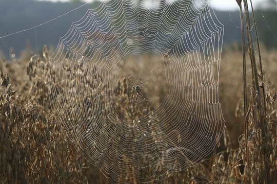 Wasp spider (Argiope bruennichi) in a web covered with dew drops, in a cornfield, Allg&auml;u, Bavaria, Germany