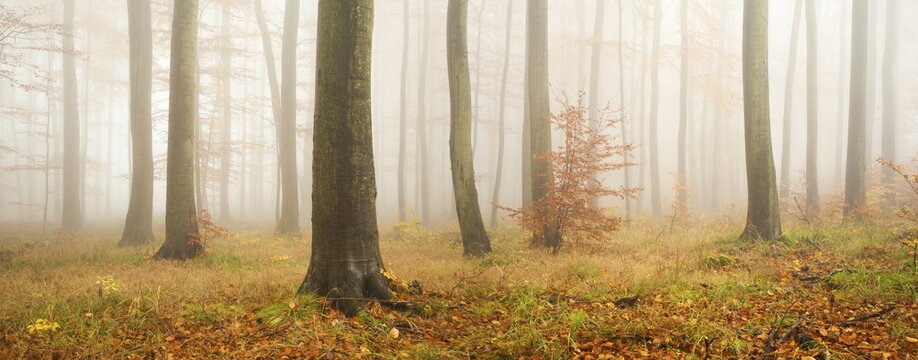Old beech forest in dense fog in autumn, Harz Mountains, Thale, Saxony-Anhalt, Germany