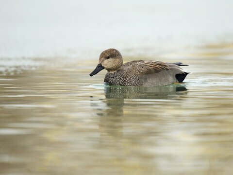 Gadwall (Anas strepera), Lake Constance, Baden-W&uuml;rttemberg, Germany