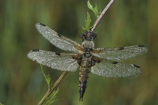 Four-spotted Chaser or Skimmer dragonfly (Libellula quadrimaculata) covered in dewdrops