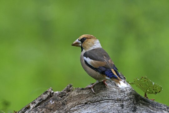 Hawfinch (Coccothraustes coccothraustes)