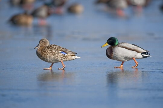 Mallards (Anas platyrhynchos), male and a female walking on a frozen pond, Thuringia, Germany