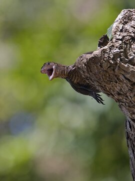 Monitor lizard (Varanus spec.), Havelock Island, Andaman Islands, India, South Asia