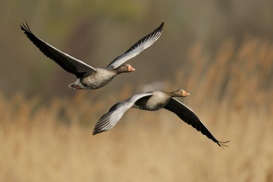 Greylag goose (Anser anser) flying, Germany