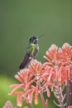 Magnificent Hummingbird (Eugenes fulgens), male sitting on red flower, Cerro de la Muerte, Costa Rica, Central America