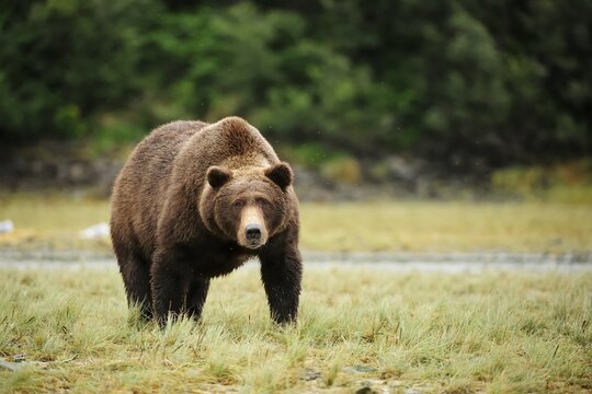 Brown Bear (Ursus arctos), Katmai National Park, Alaska