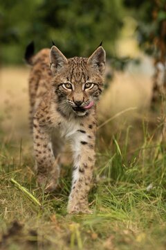 Lynx (Lynx lynx), young animal running, Rhineland-Palatinate, Germany